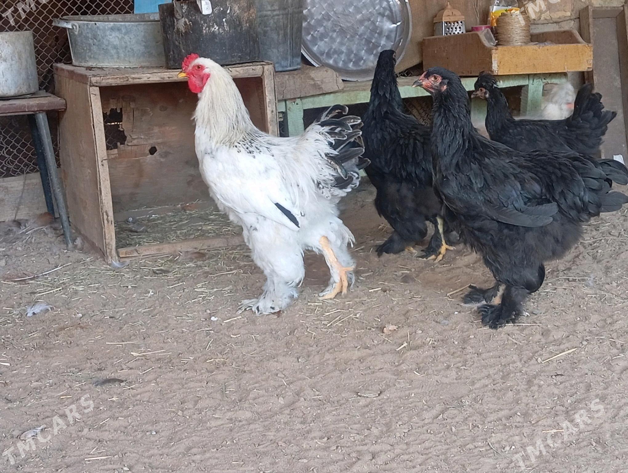 Brama towuklar - Мары - img 8