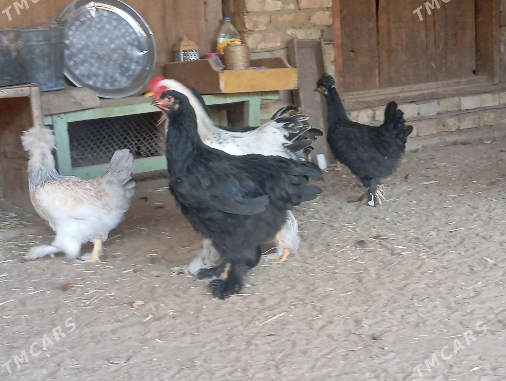 Brama towuklar - Мары - img 3