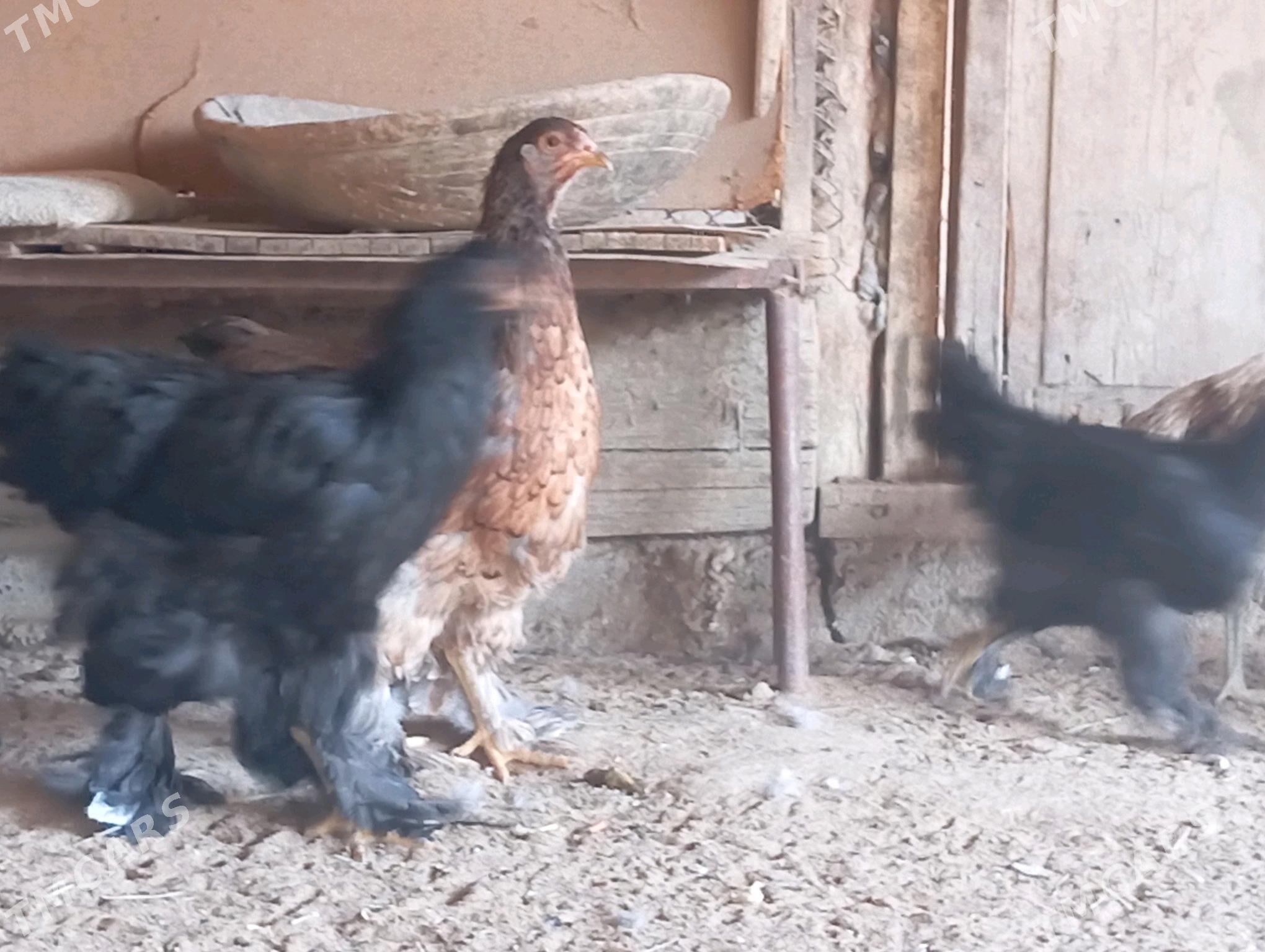 Brama towuklar - Мары - img 5