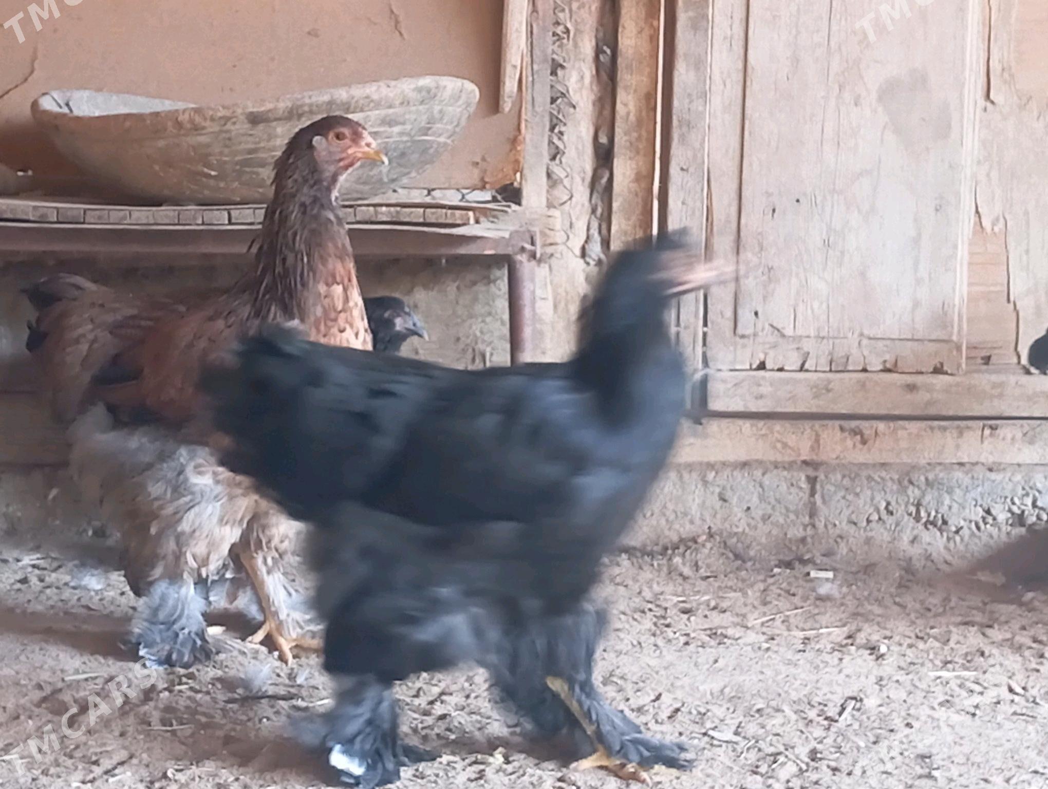 Brama towuklar - Мары - img 6