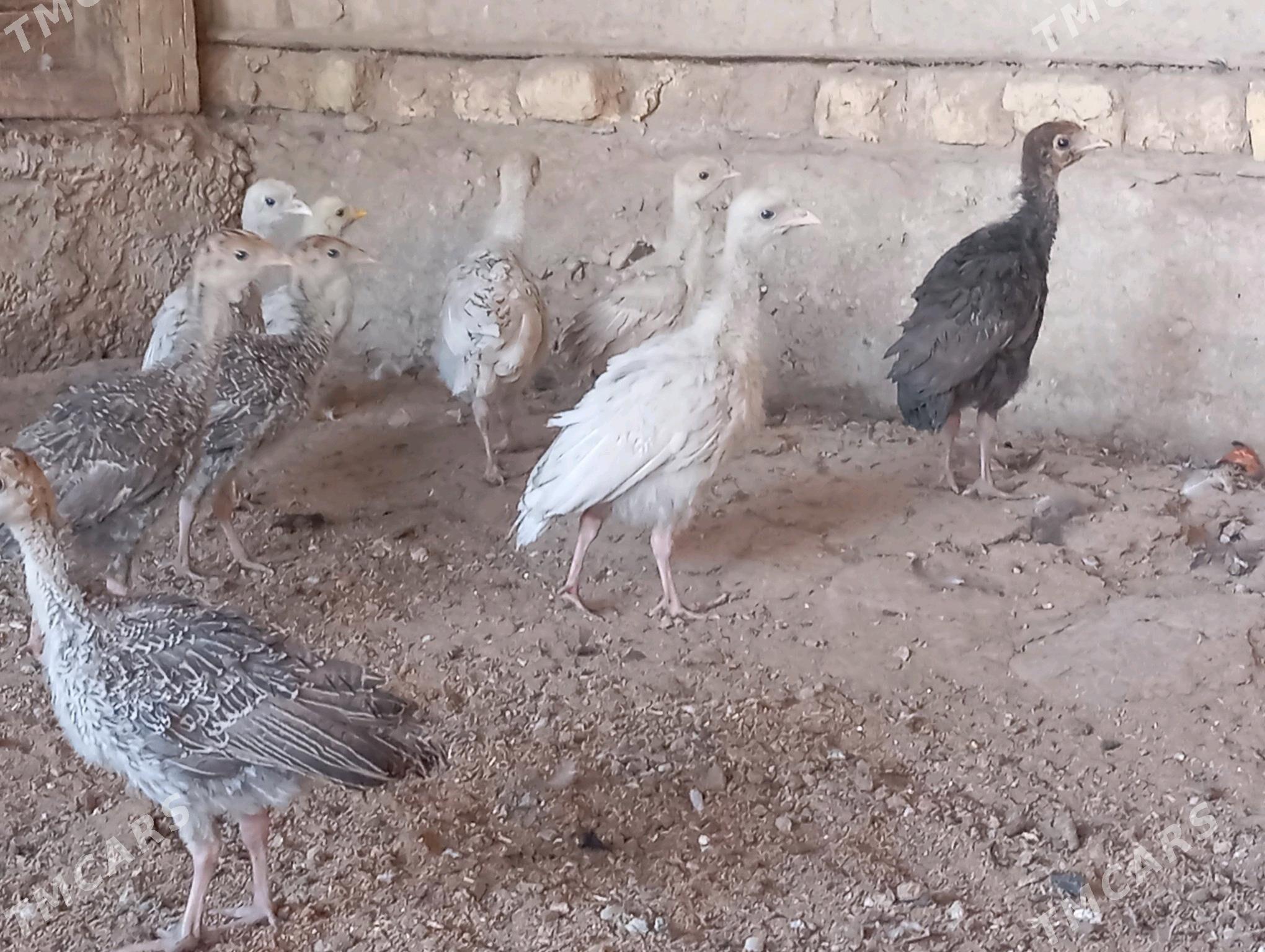 induk juje - Mary - img 2