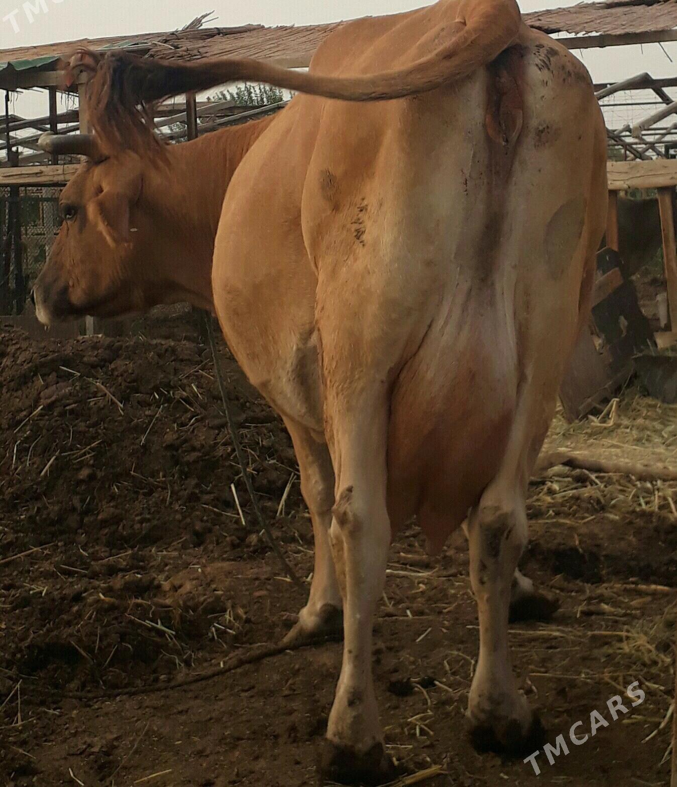 sagymlyk sygyr - Гёкдепе - img 3