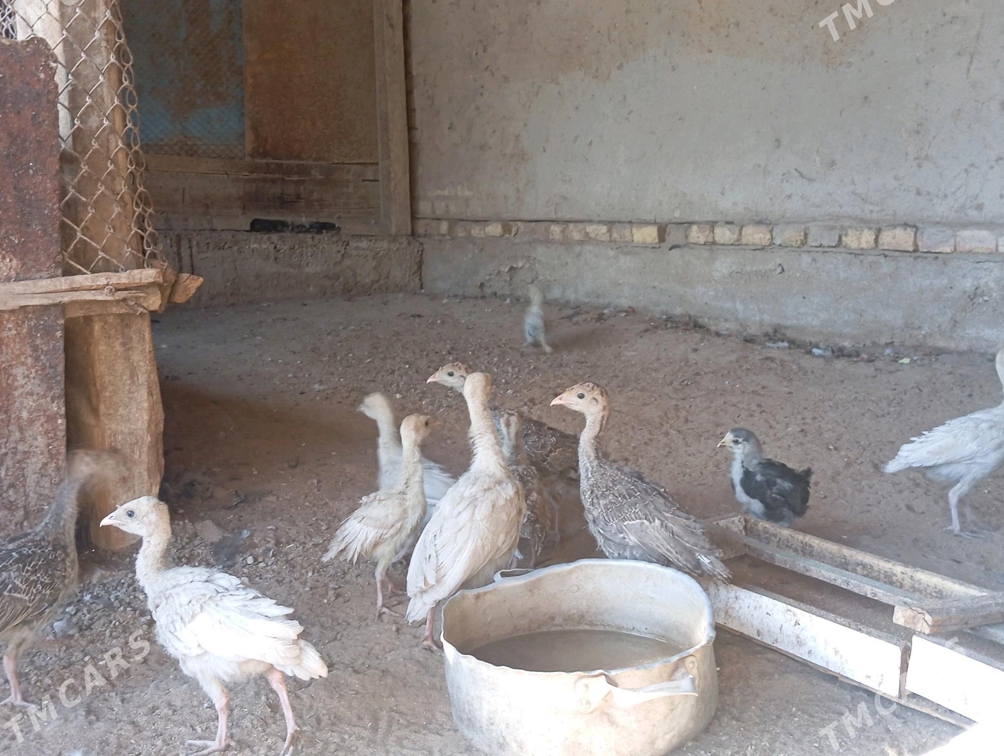 induk juje - Mary - img 4