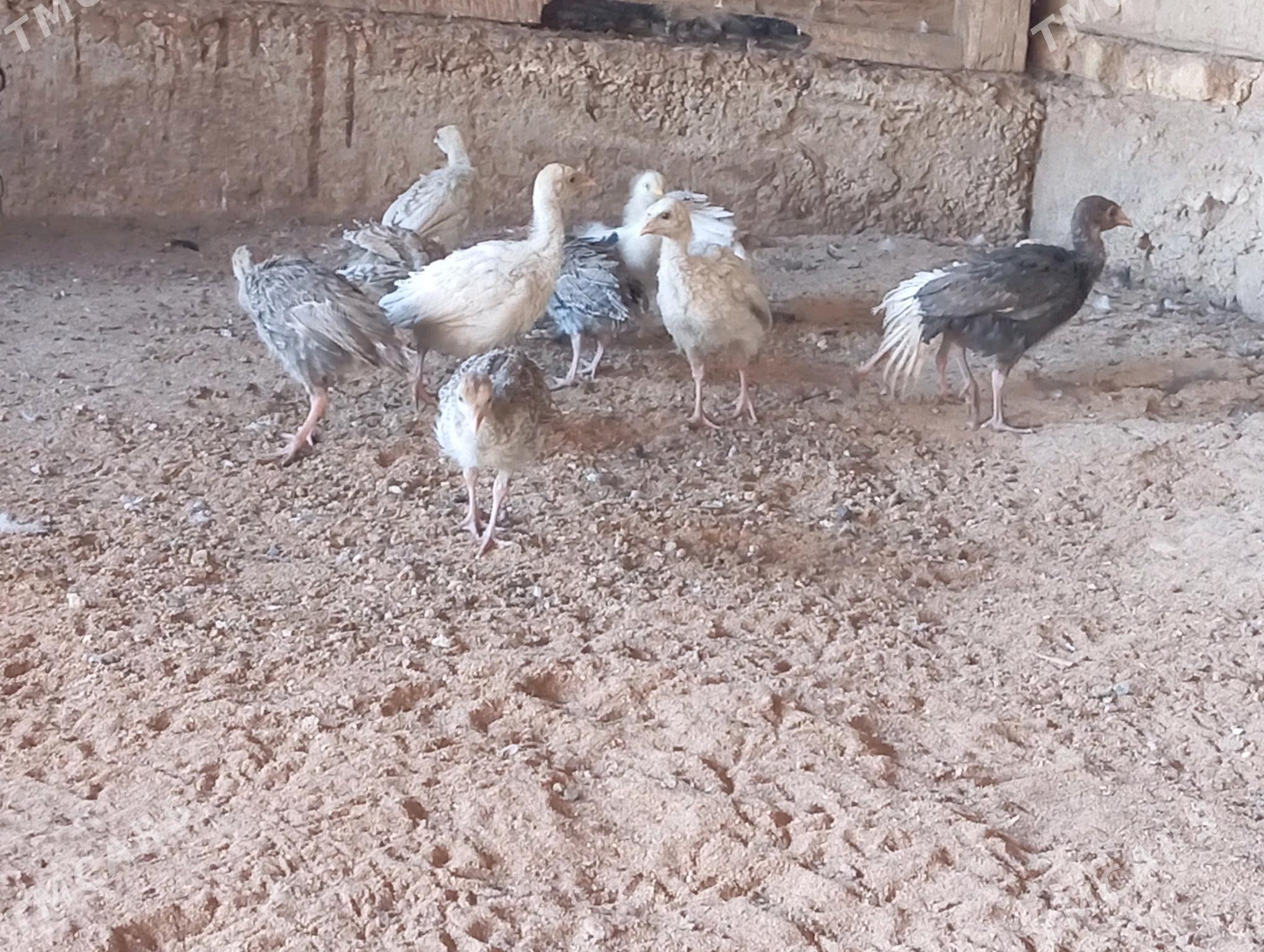 induk juje - Mary - img 3