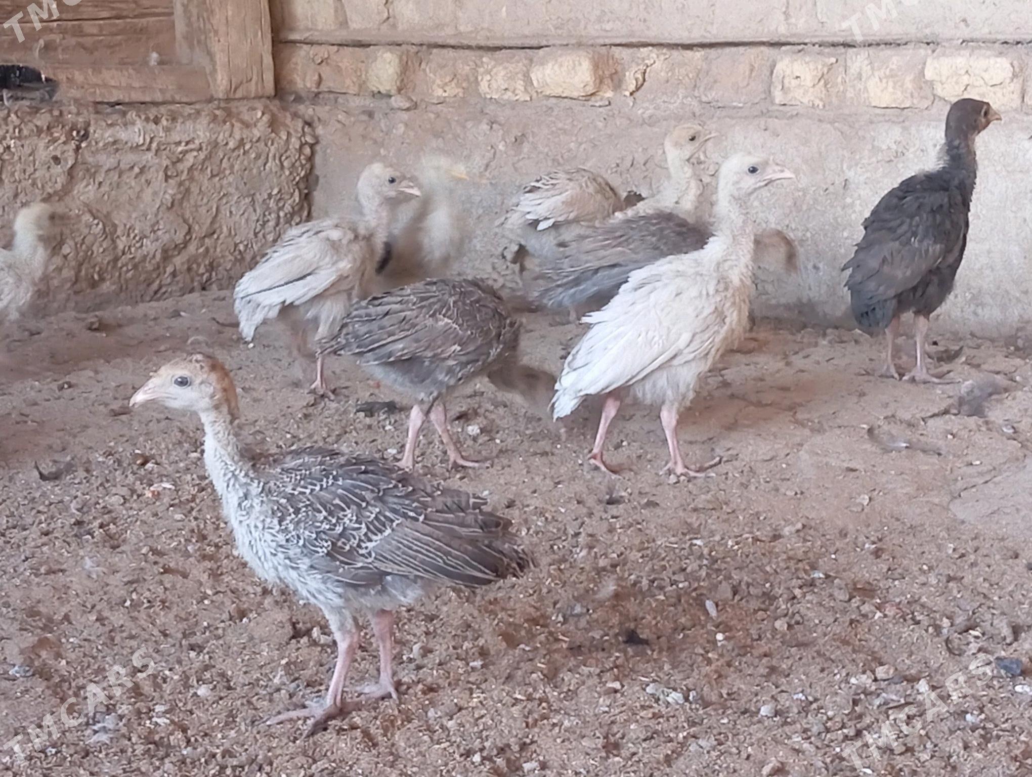 induk juje - Mary - img 8