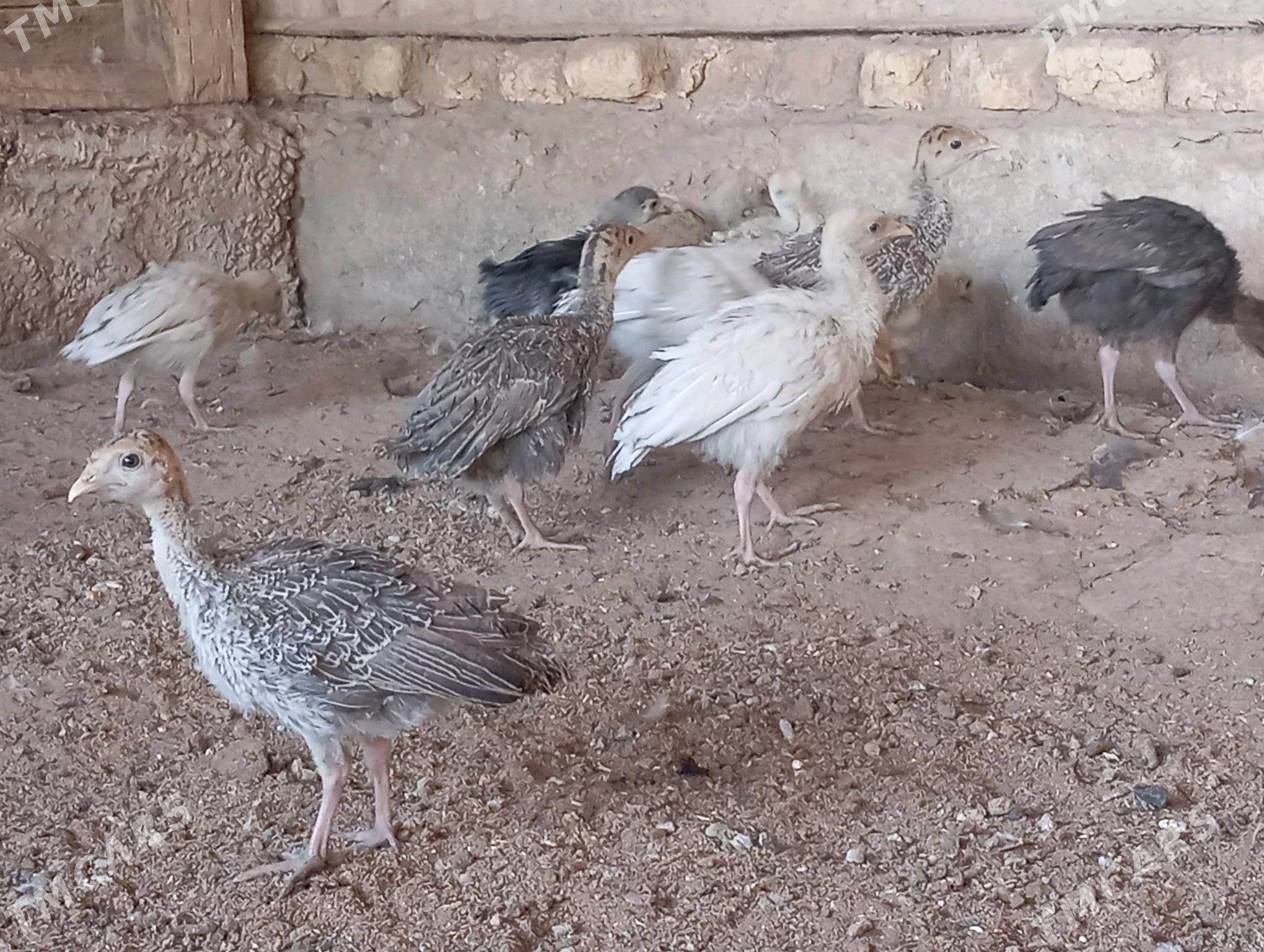 induk juje - Mary - img 7