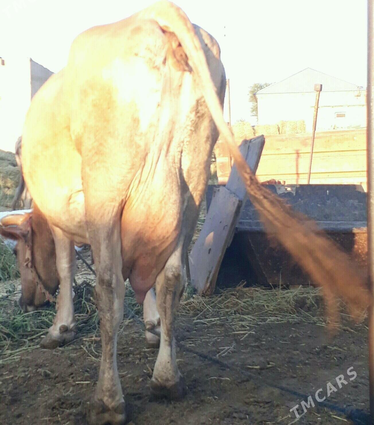 sagymlyk sygyr - Гёкдепе - img 4