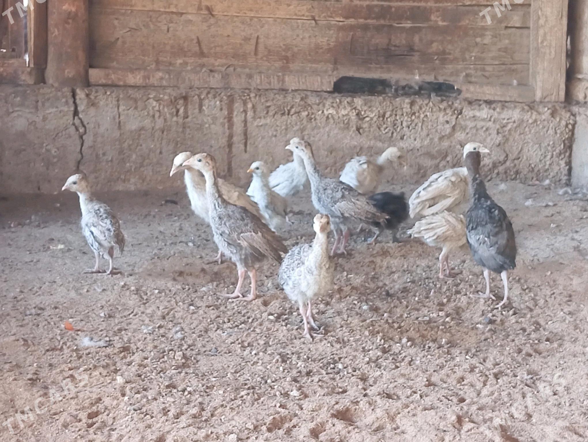 induk juje - Mary - img 1