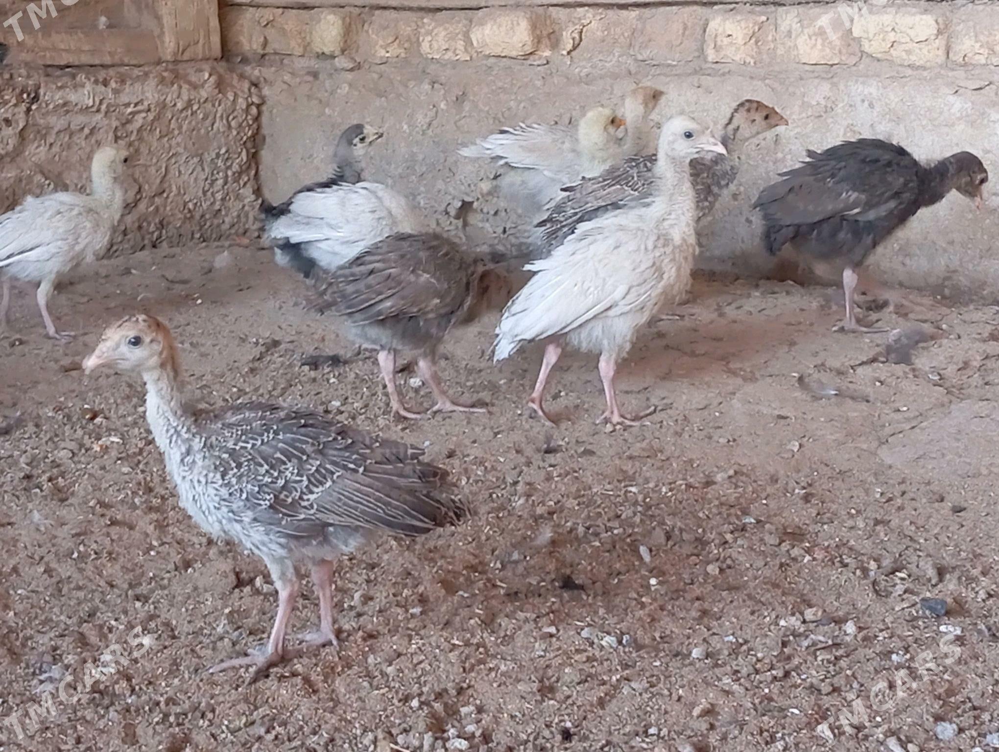 induk juje - Mary - img 6