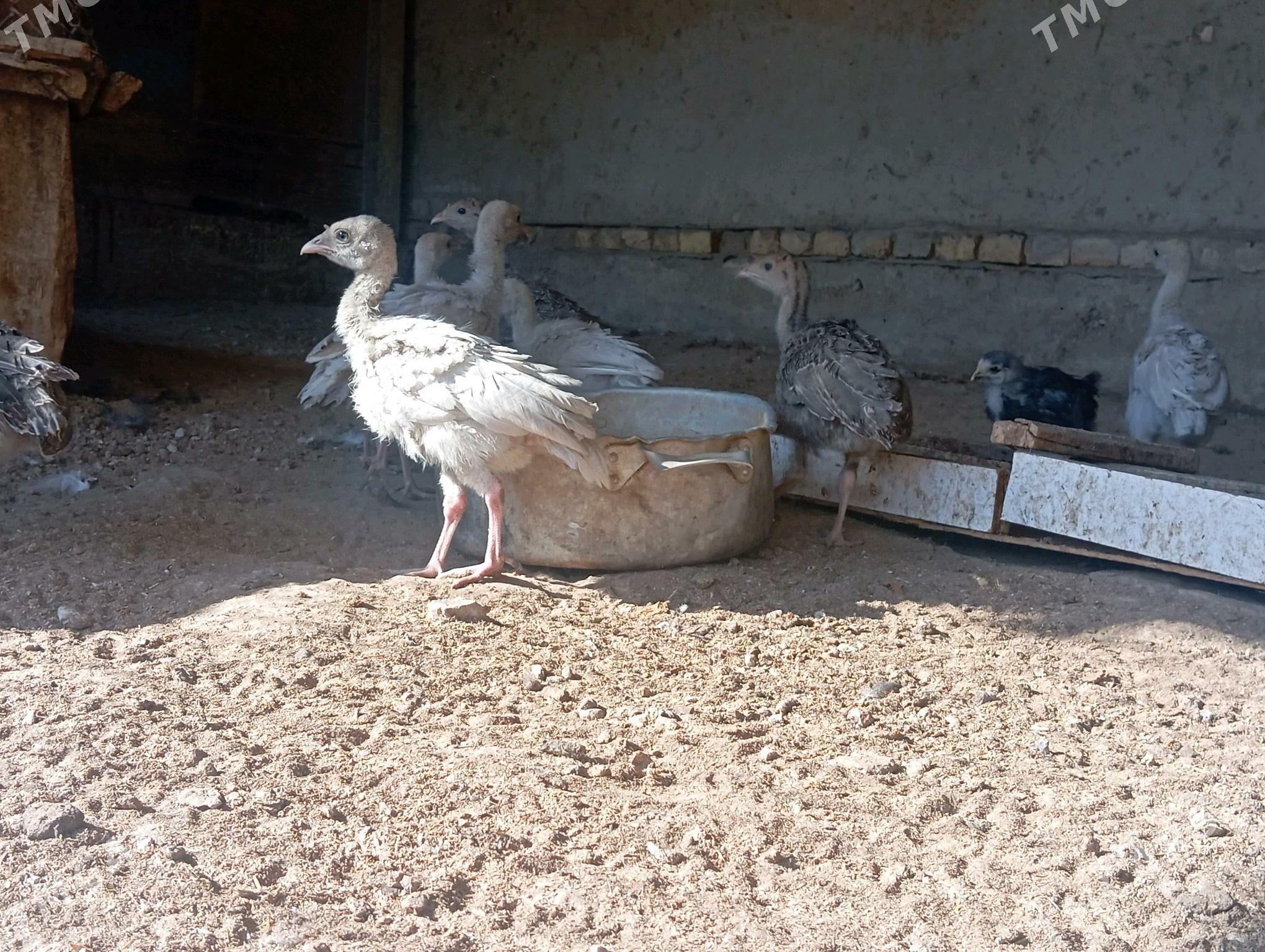 induk juje - Mary - img 5