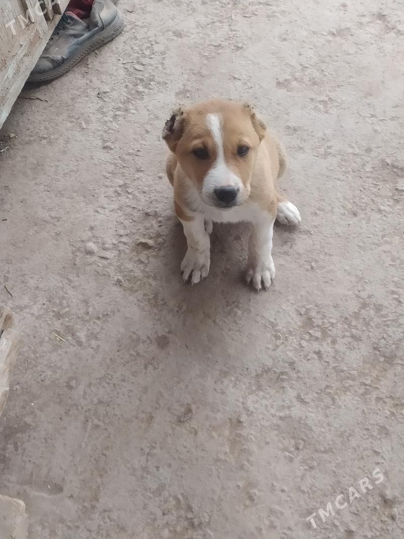 Gujuk - Гороглы (Тагта) - img 1