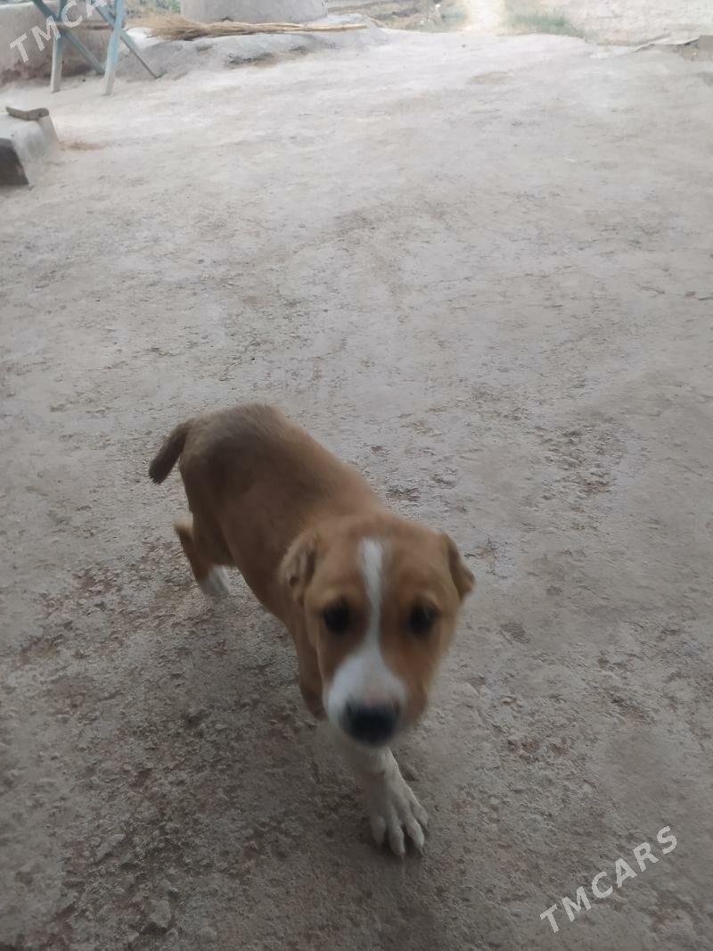 Gujuk - Гороглы (Тагта) - img 2