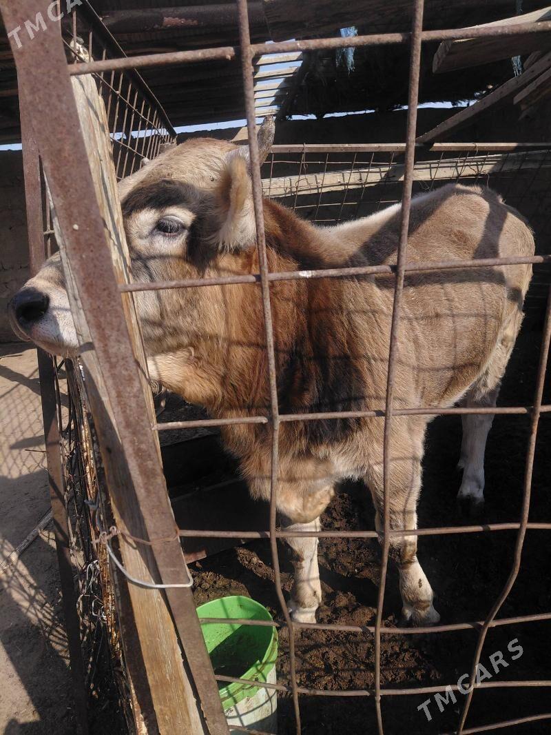 okuz - Гумдаг - img 2