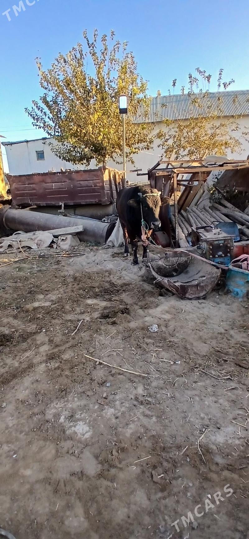 okuz iki sany - Бузмеин - img 2