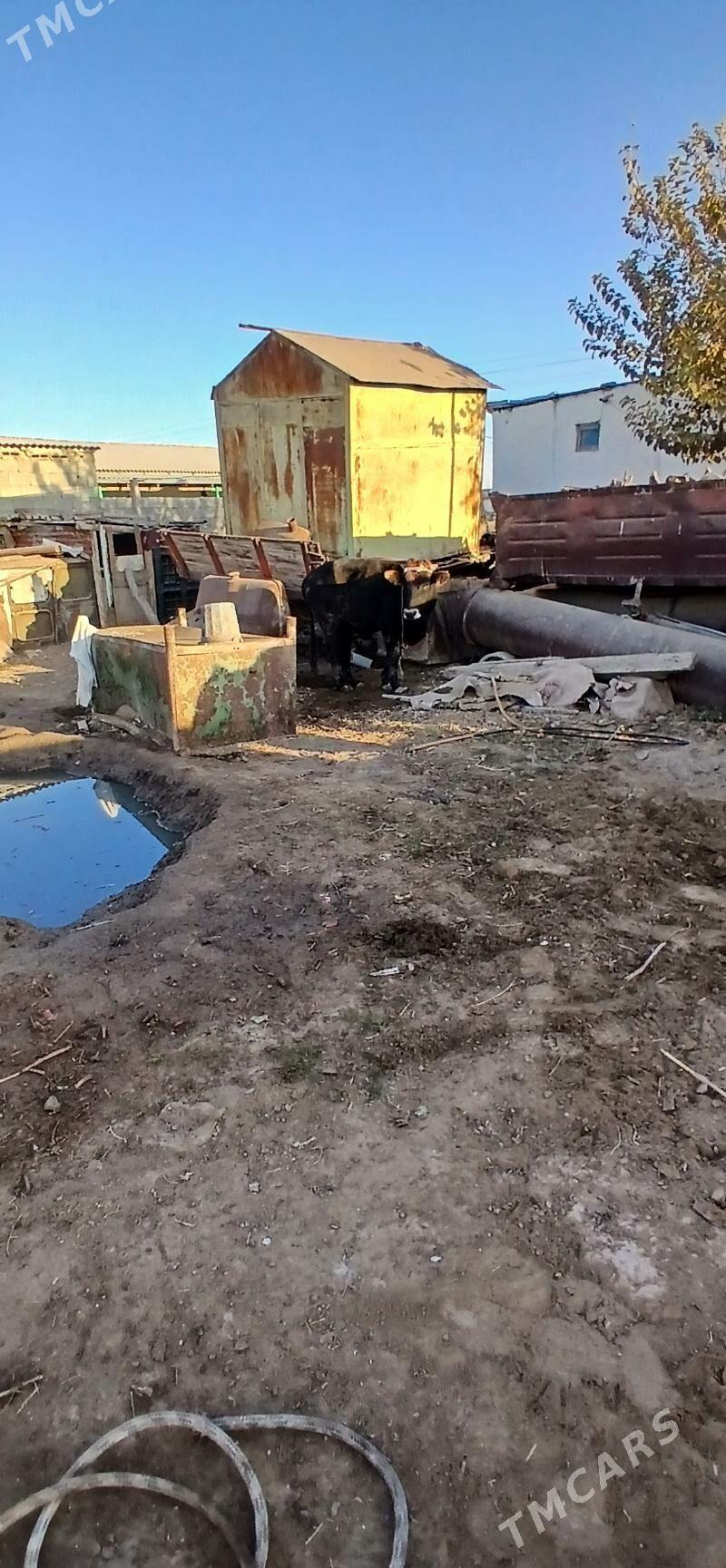 okuz iki sany - Бузмеин - img 3