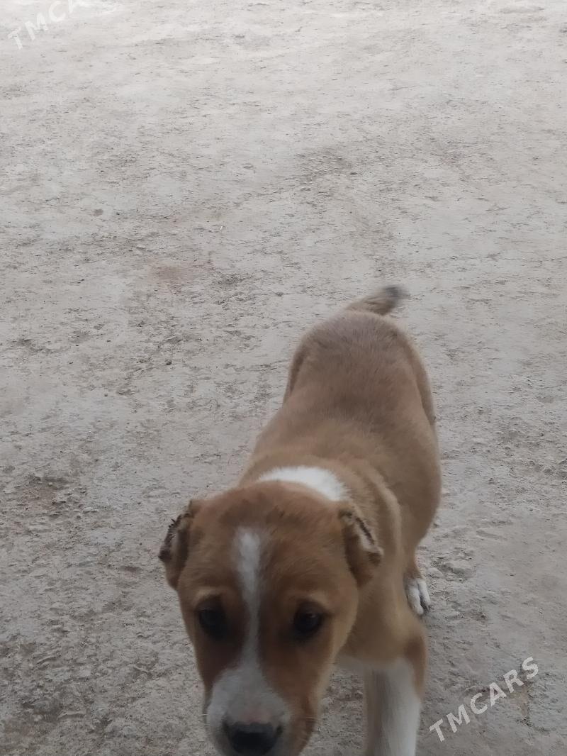 Gujuk - Гороглы (Тагта) - img 3