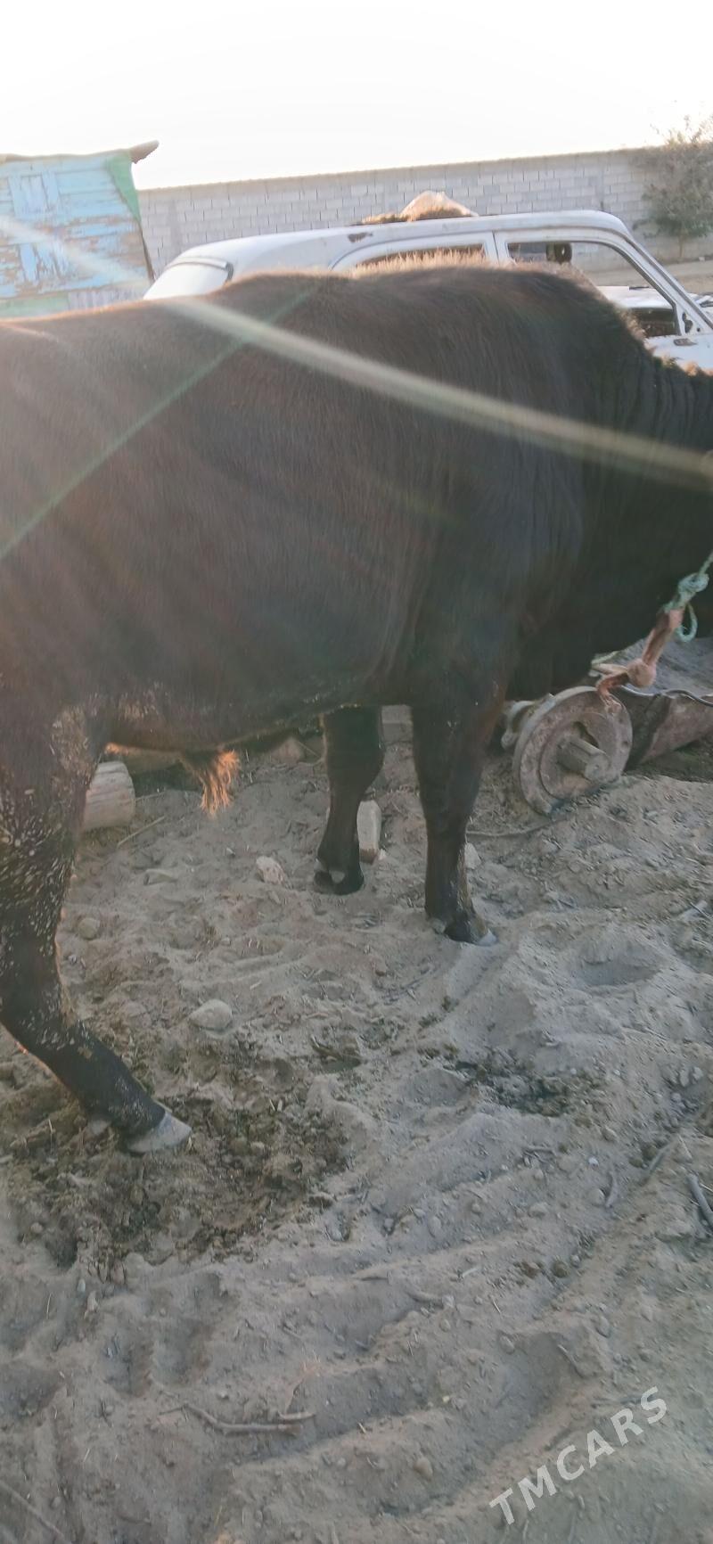 okuz iki sany - Бузмеин - img 5