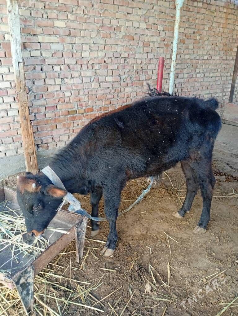 okuz - Бахарден - img 2