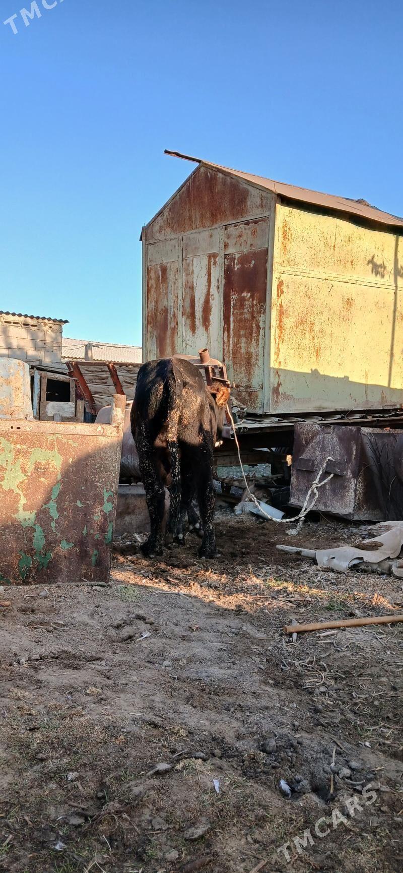 okuz iki sany - Бузмеин - img 6