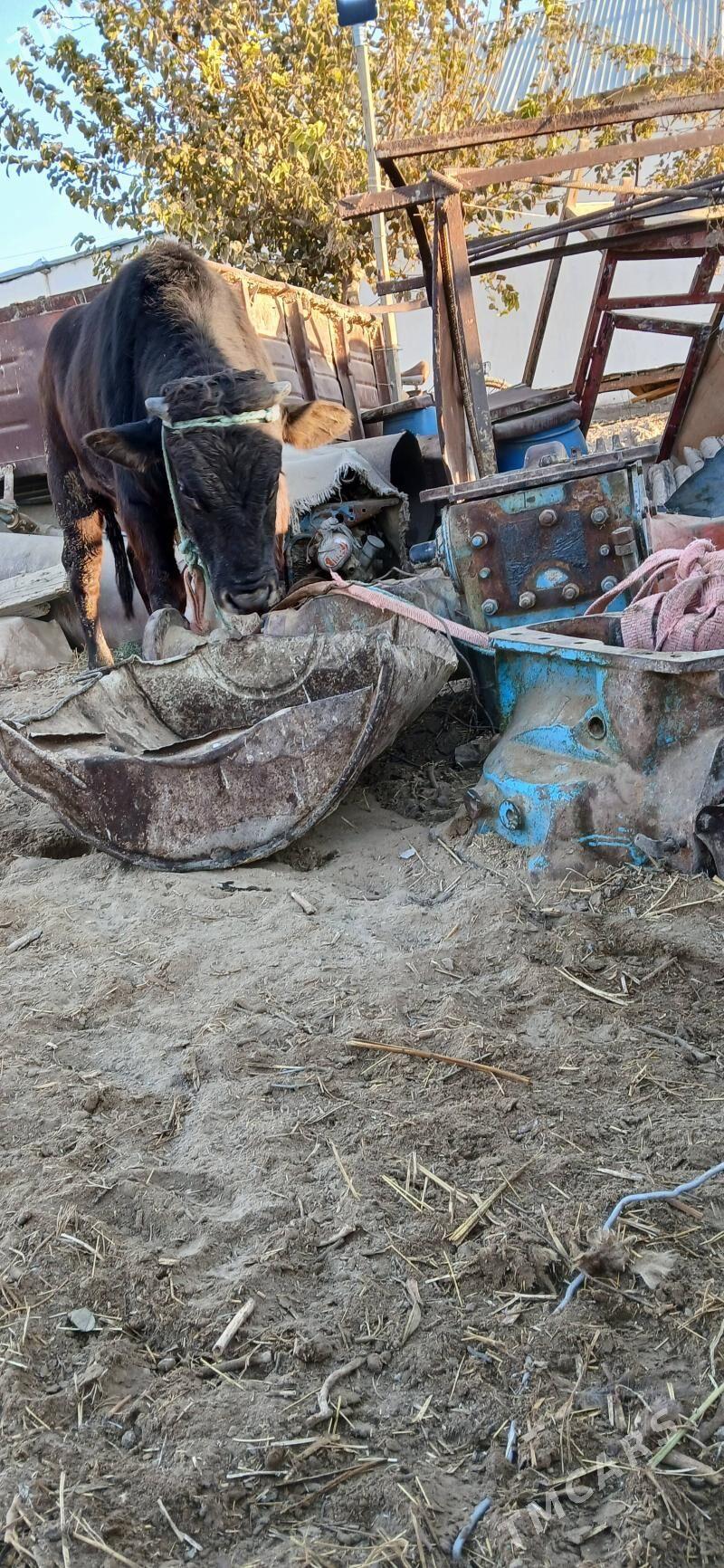 okuz iki sany - Бузмеин - img 7