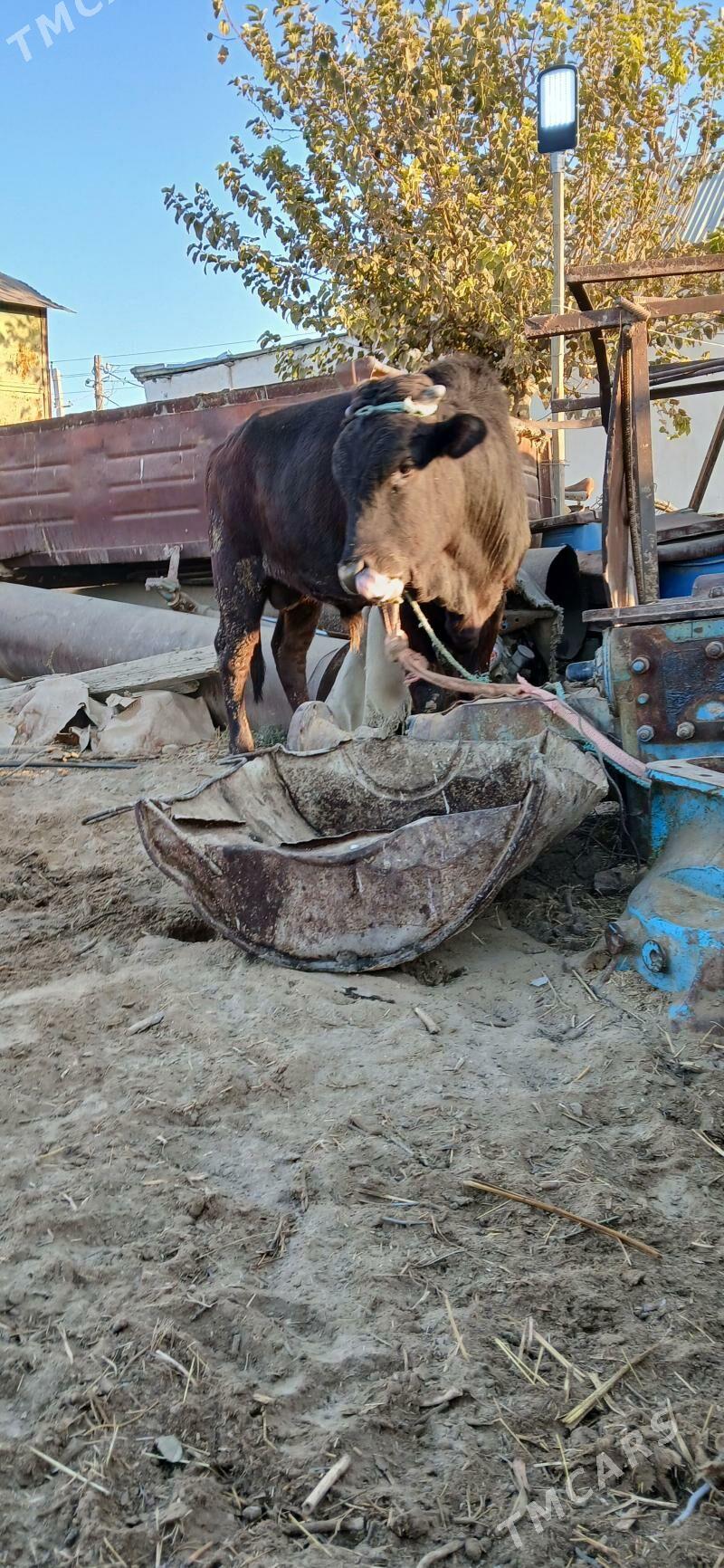 okuz iki sany - Бузмеин - img 8