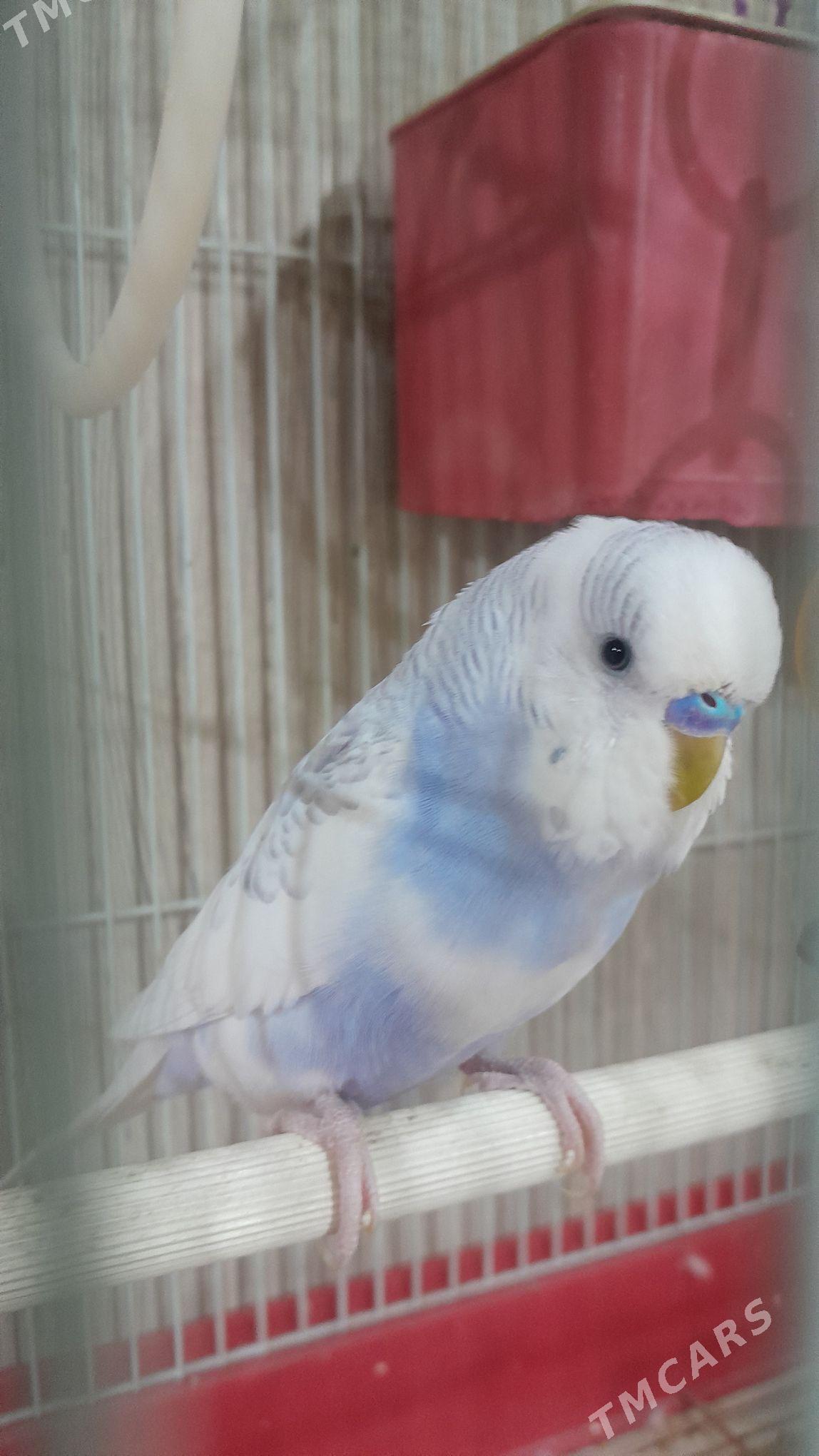 Волнистый попугай - Aşgabat - img 6