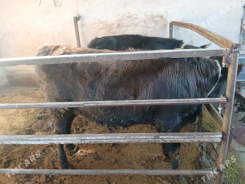 öküz - Çoganly - img 3
