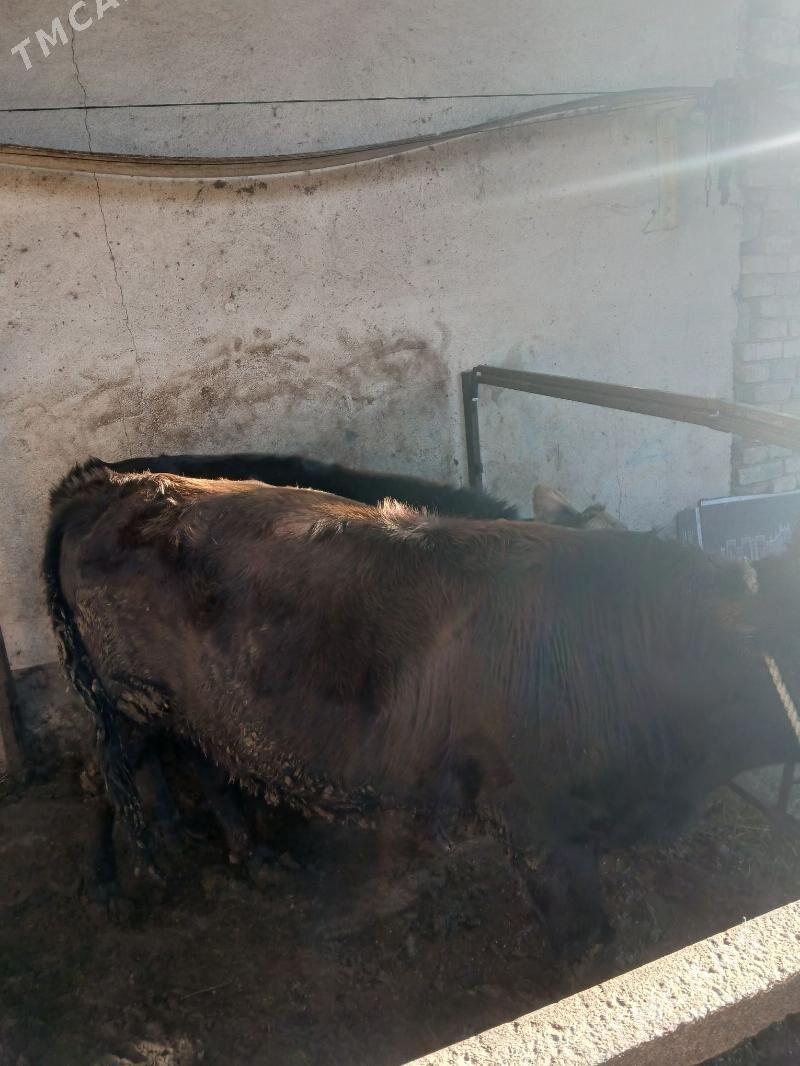 öküz - Çoganly - img 2