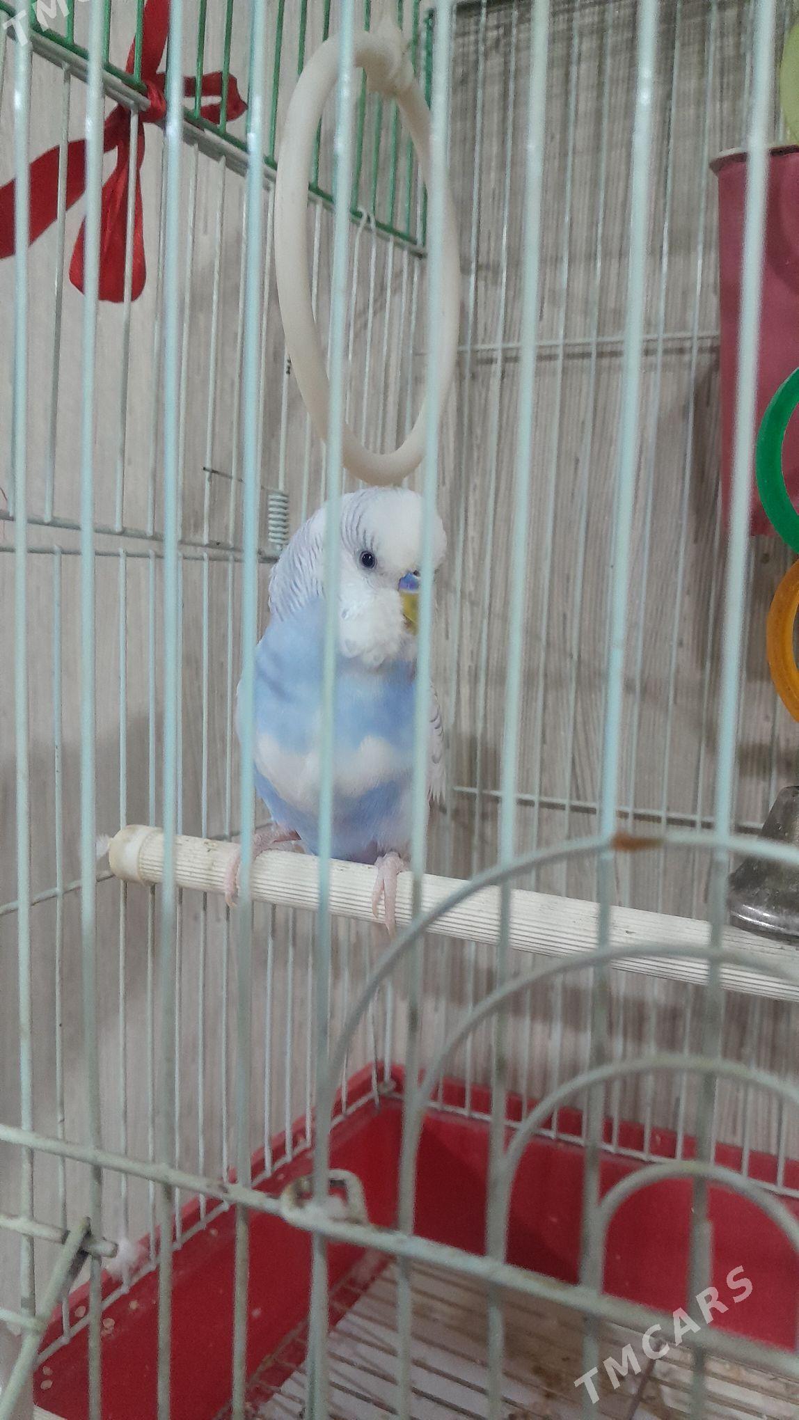 Волнистый попугай - Aşgabat - img 4