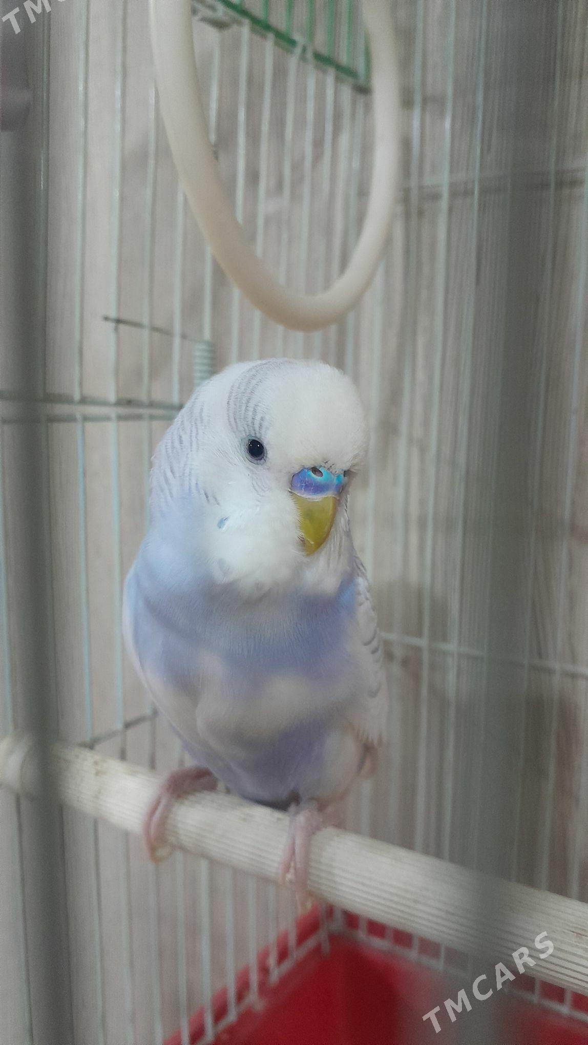 Волнистый попугай - Aşgabat - img 5