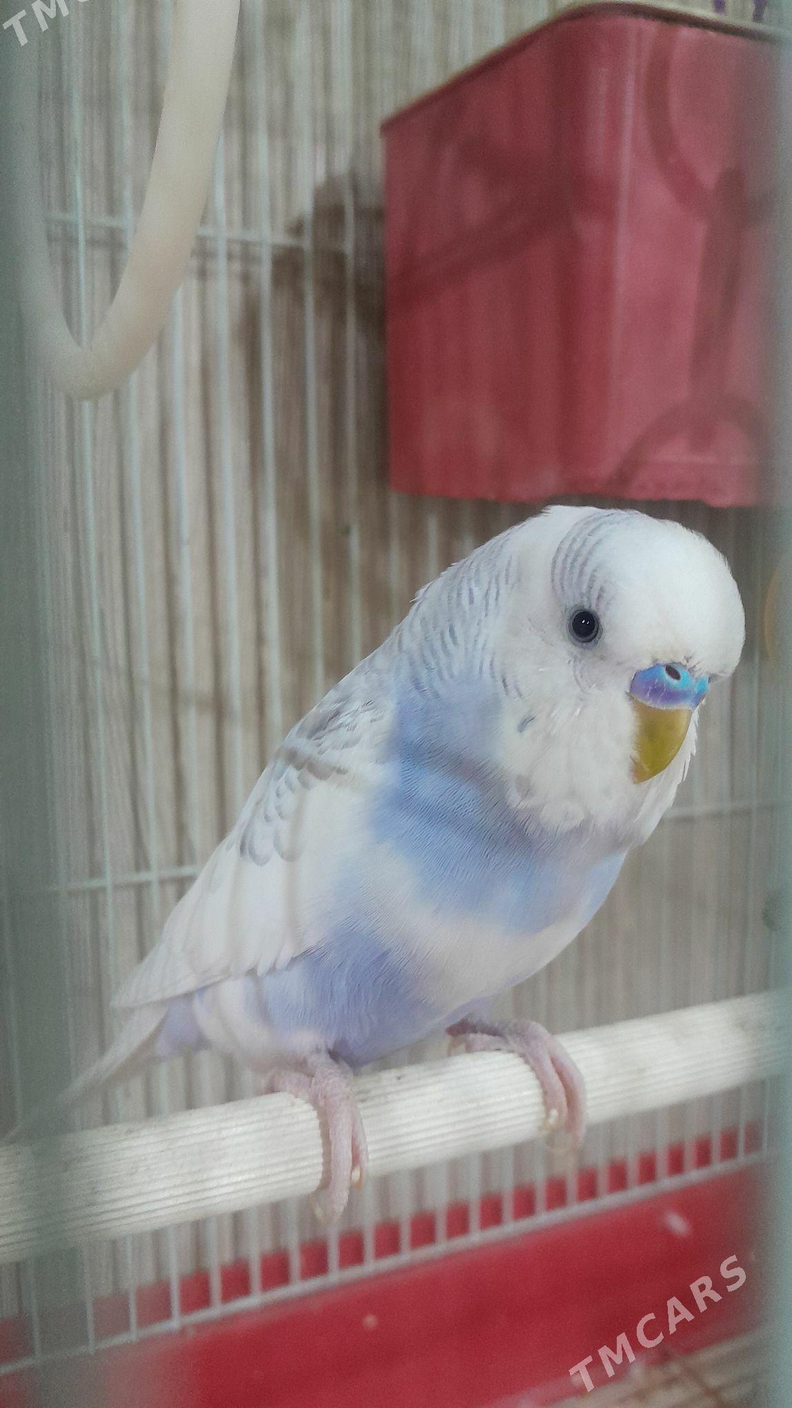 Волнистый попугай - Aşgabat - img 7