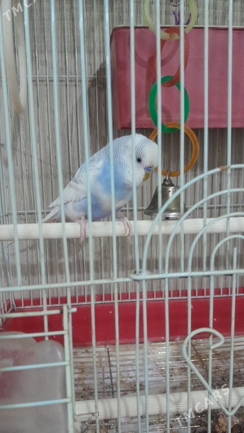 Волнистый попугай - Aşgabat - img 3