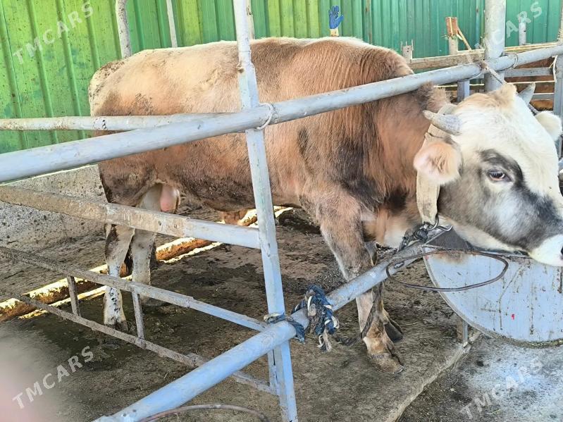 okuz beyik - Тязе заман - img 4