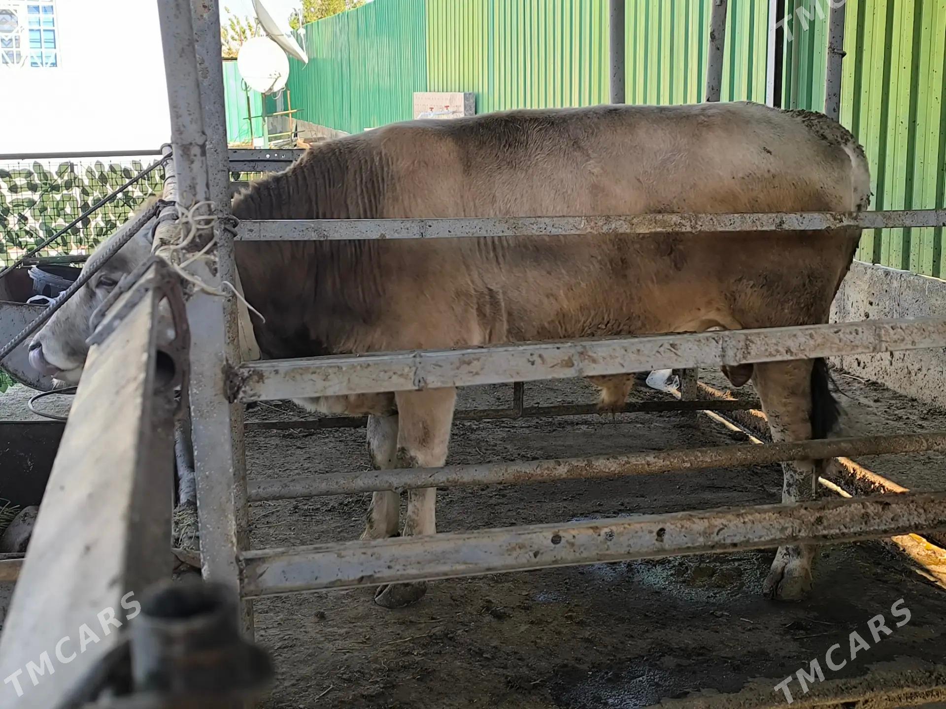 okuz beyik - Тязе заман - img 2