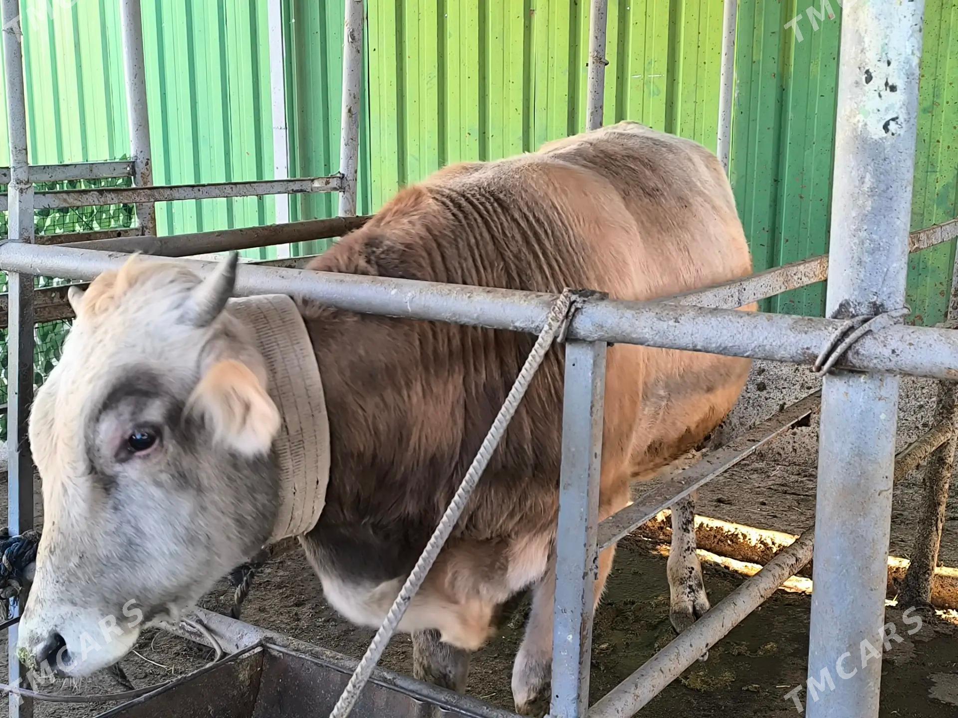 okuz beyik - Тязе заман - img 3