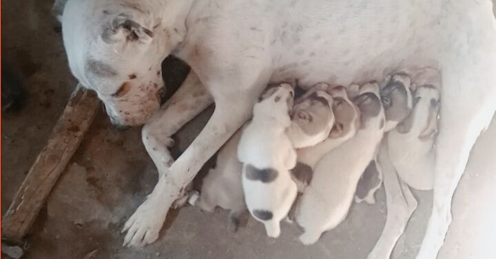 alaway - Gökdepe - img 3