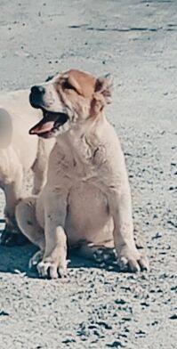 alaway - Gökdepe - img 2