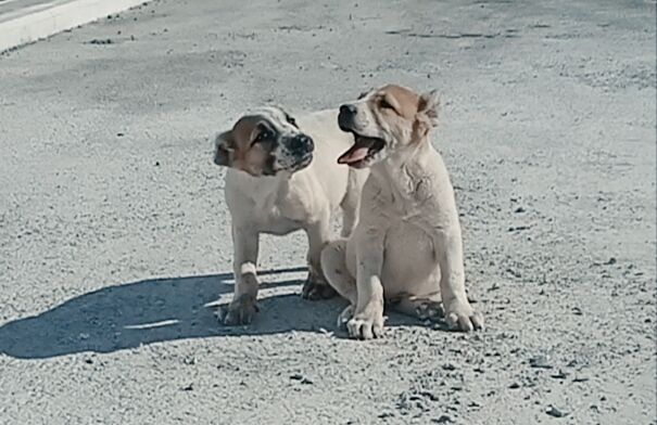 alaway - Gökdepe - img 4