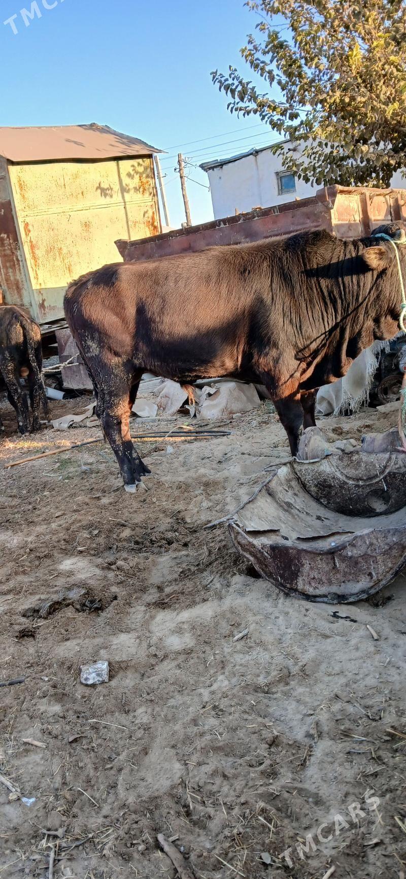 okuz iki sany - Бузмеин - img 10