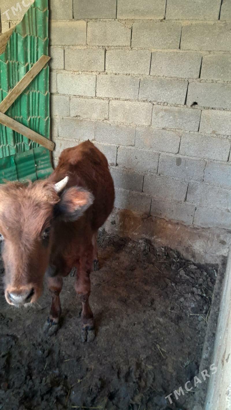 okuz - Ялкым - img 4