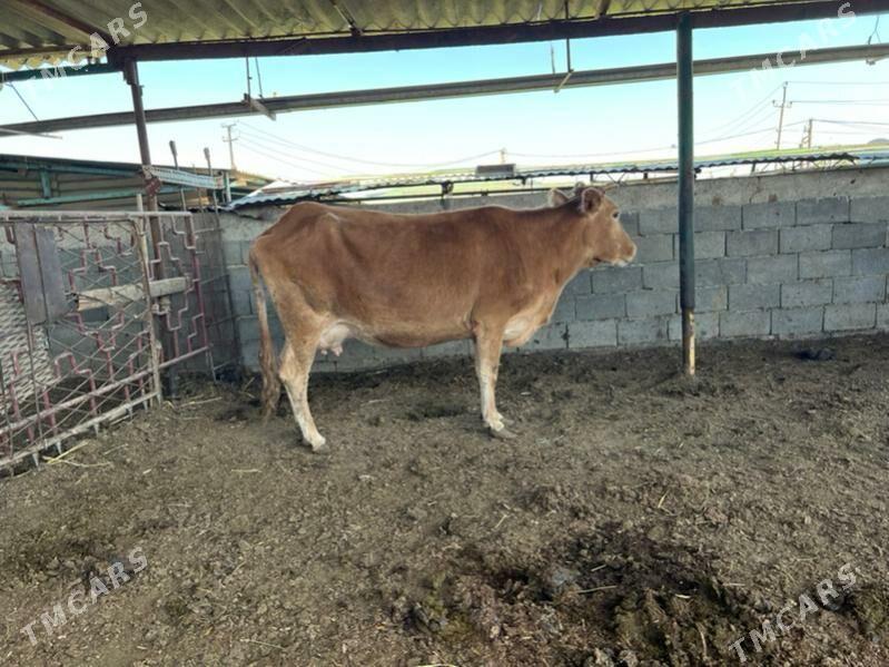 Gysyr sygyr - Aşgabat - img 2