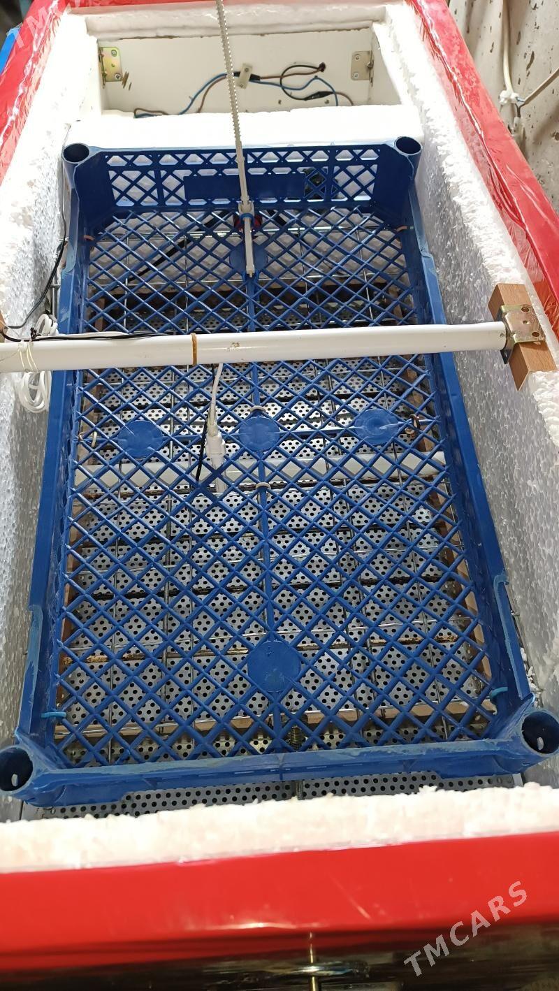 inkubator - Mary - img 3