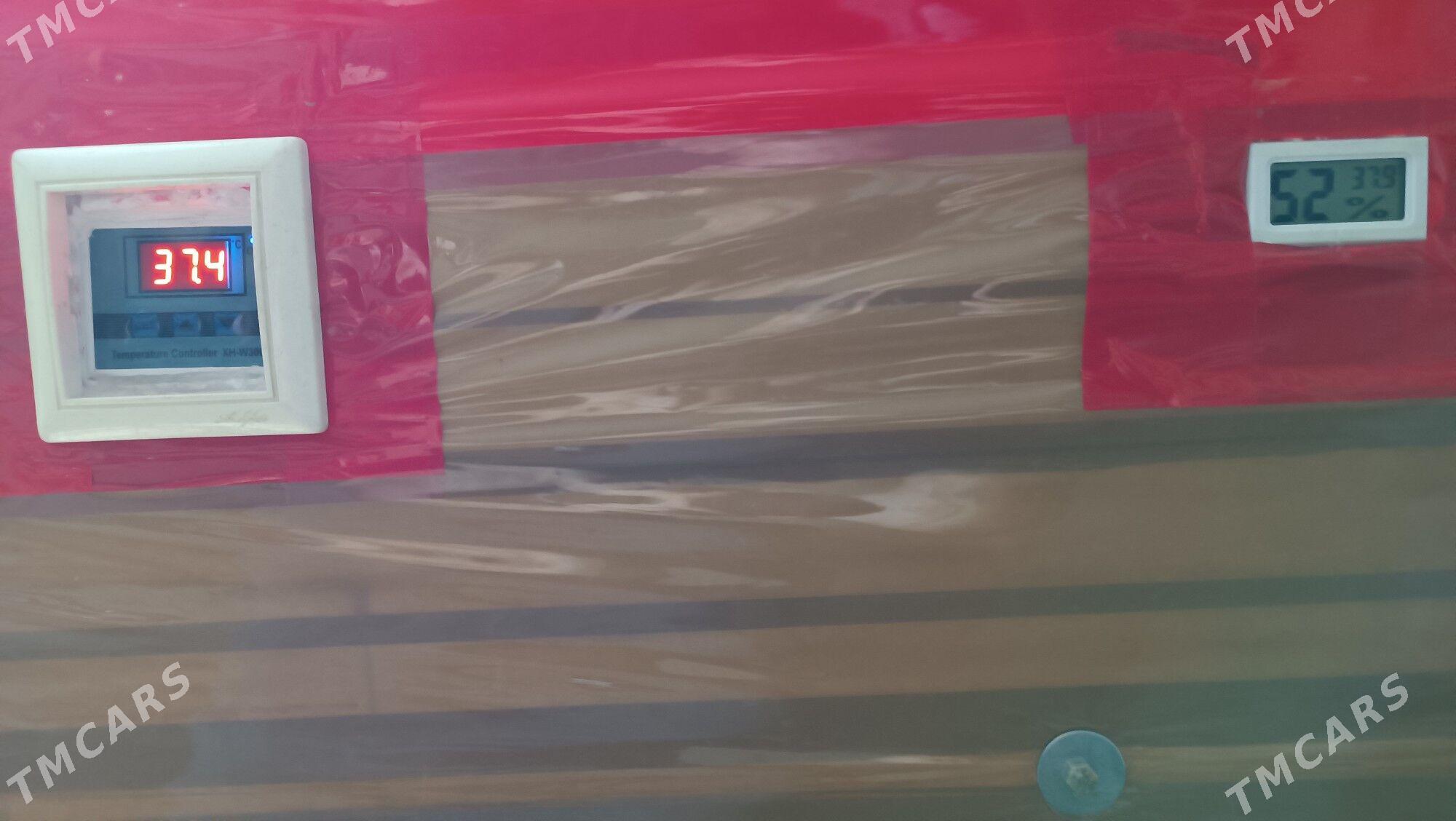 inkubator - Mary - img 2