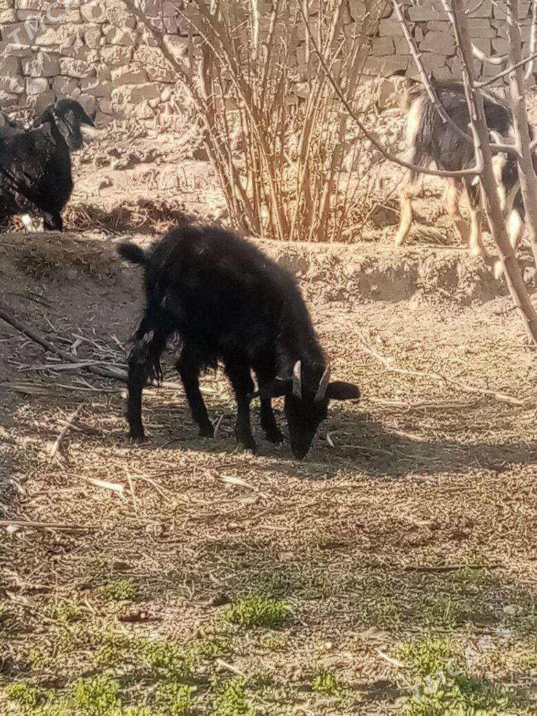 Çebiş - Махтумкули - img 3