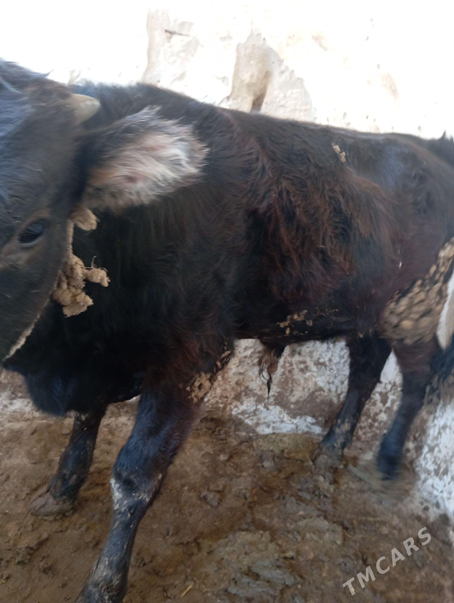 Öküz - Gyzylarbat - img 2