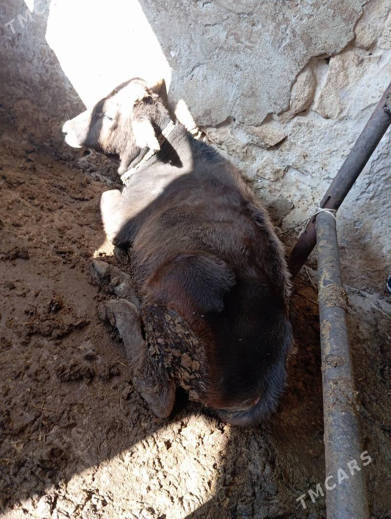 Öküz - Gyzylarbat - img 3