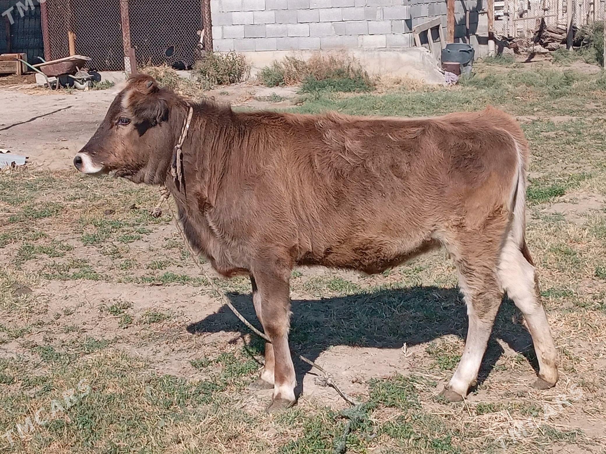 tüwe - Гёкдепе - img 2