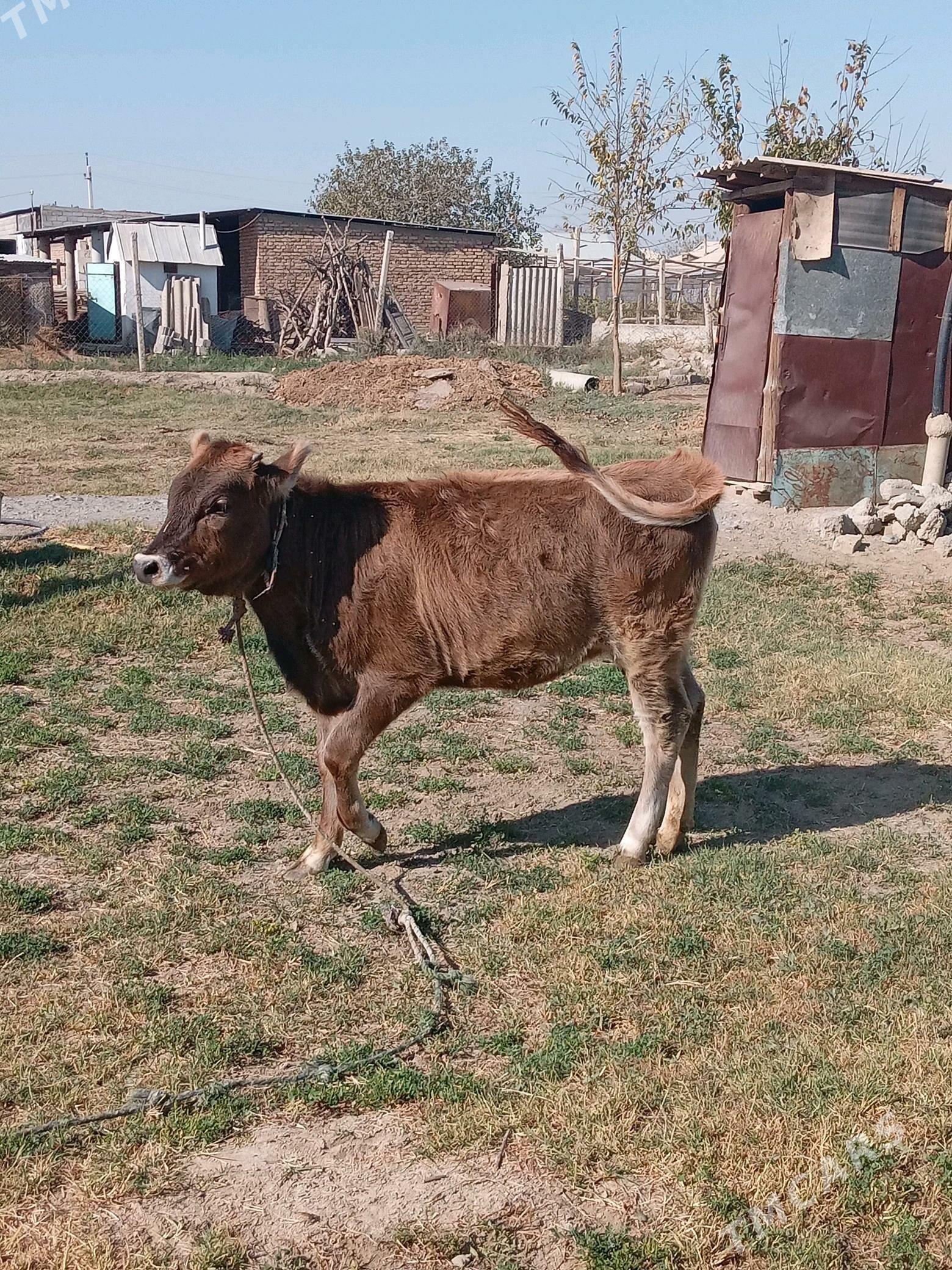 tüwe - Гёкдепе - img 3