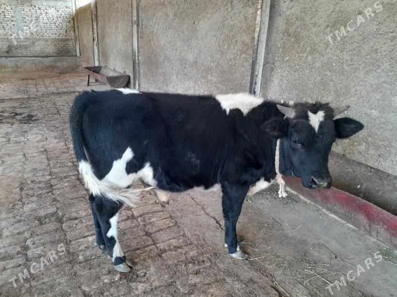 okuz - Чоганлы - img 2