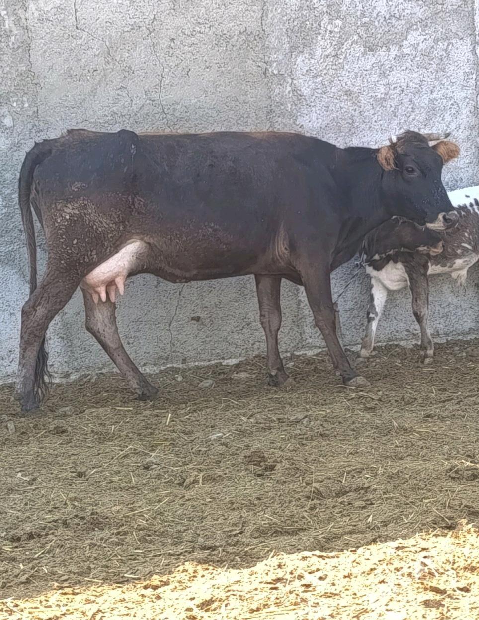 Göleli Sygyr - Gökdepe - img 3